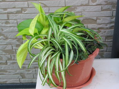 �|�g�X�E���C���̊񂹐A��