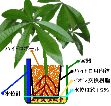 観葉植物のハイドロカルチャー