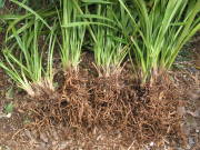 �؂蕪�����V���r�W���[��