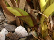 �V���r�W���[���̉ԉ�