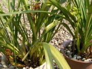 �V���r�W���[���̎x������