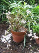 乱れたデンドロビューム