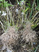 デンドロビュームの株分け