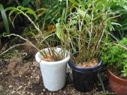 デンドロビュームの株分け後