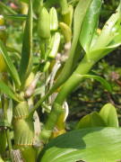 デンドロビュームの高芽