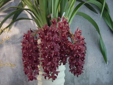 �t�H�A�S�b�g���t���[�c