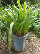 ���l�܂肵���V���r�W���[��