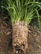 �V���r�W���[���̍�