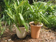 �V���r�W���[���̐A���ւ���i�������j