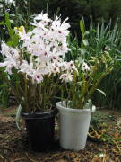 ���N�J�Ԃ̃f���h���r���[��