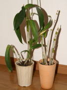 �f���t�@���̐A���ւ���