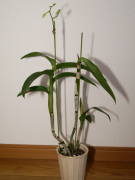 �f���t�@���̎x������