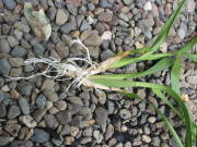 �I���V�W���[���̎q��